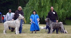 20. Rassehundemeeting Meisdorf