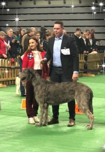 International DogShow Lubin (Polen)
