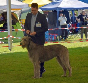 CACIB Maribor / Pohorje (Slovenien)