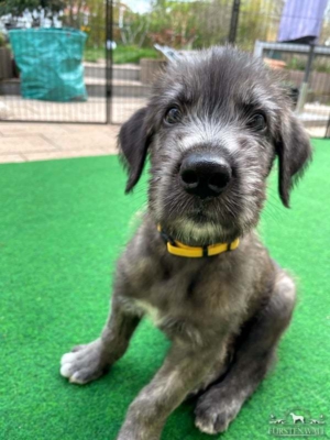 2021-05-04_Buchanan2