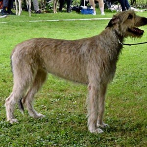 CAC Blomberg