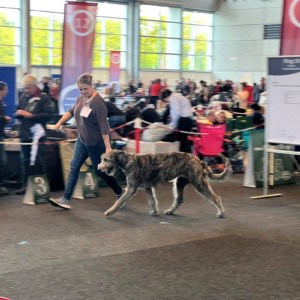 CACIB + CAC Rostock 2022