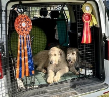 202300324_CACIB_Sempeter_27c9242f-0eb8-47ff-ade3-1d870247a8c3