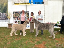 202300324_CACIB_Sempeter_IMG_5779