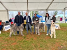 202300324_CACIB_Sempeter_IMG_5815 2