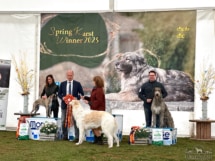 202300324_CACIB_Sempeter_IMG_5846