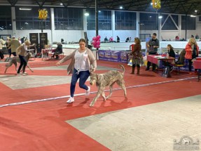 20221124_CACIB_Zagreb_IMG_5106_1 20221124_CACIB_Zagreb_IMG_5106_1