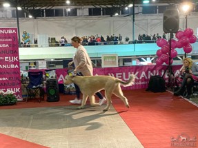 20221124_CACIB_Zagreb_IMG_5120_1 20221124_CACIB_Zagreb_IMG_5120_1