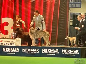 20221124_CACIB_Zagreb_IMG_5189 20221124_CACIB_Zagreb_IMG_5189