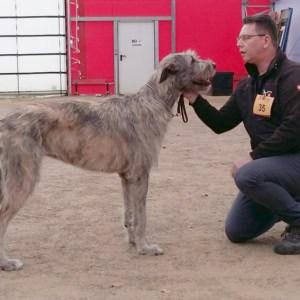IWC-Clubshow + CAC Stuhr