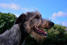 Carlotta vom Nordersteen