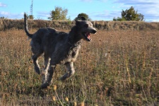 Carlotta vom Nordersteen