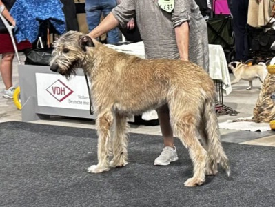 20240803_CACIB-Oldenburg_Carl Edward vom Fürstenwall