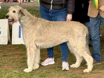 Annifrid vom Fürstenwall