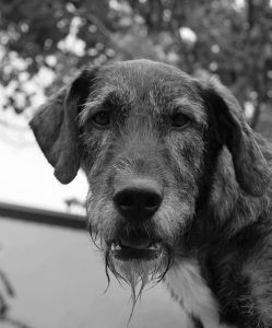 DSC_0342_sw
